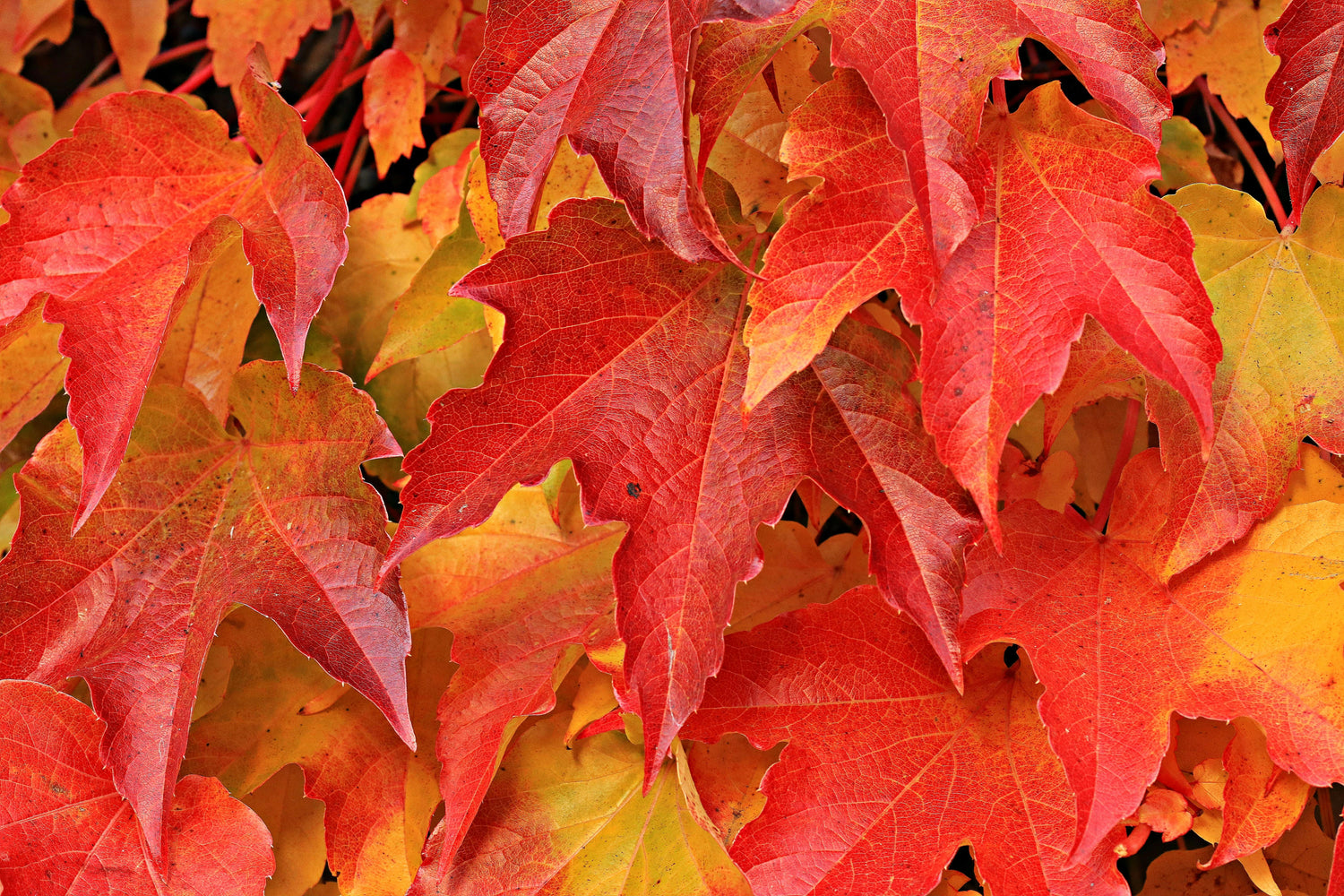 Creating Art in Autumn Colours: Connecting to Nature Through Creativity