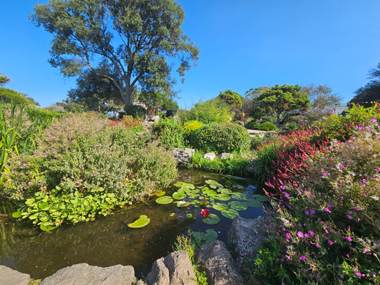 Dear Reader, I know things are heavy right now - Birdy & Bright