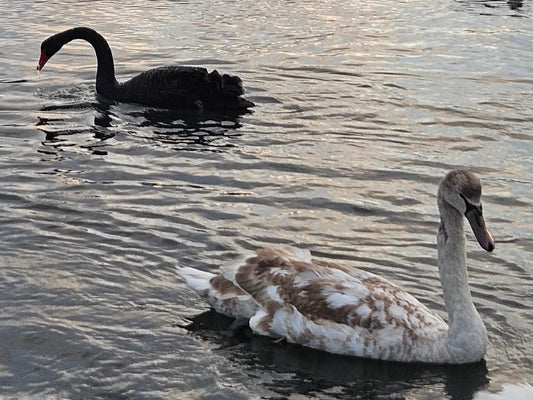 Drawing with Your Non-Dominant Hand - Birdy & Bright