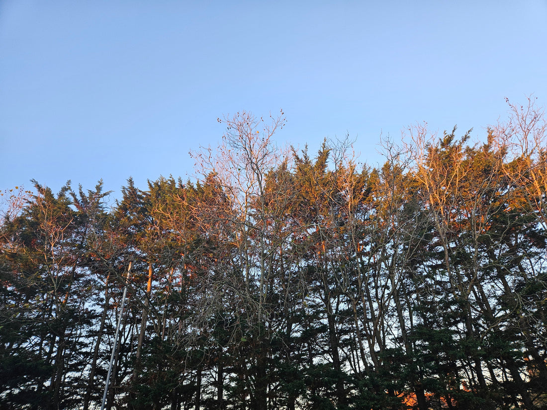 We Rise Together: How Caring for Your Mind Helps Everyone Around You - Birdy & Bright