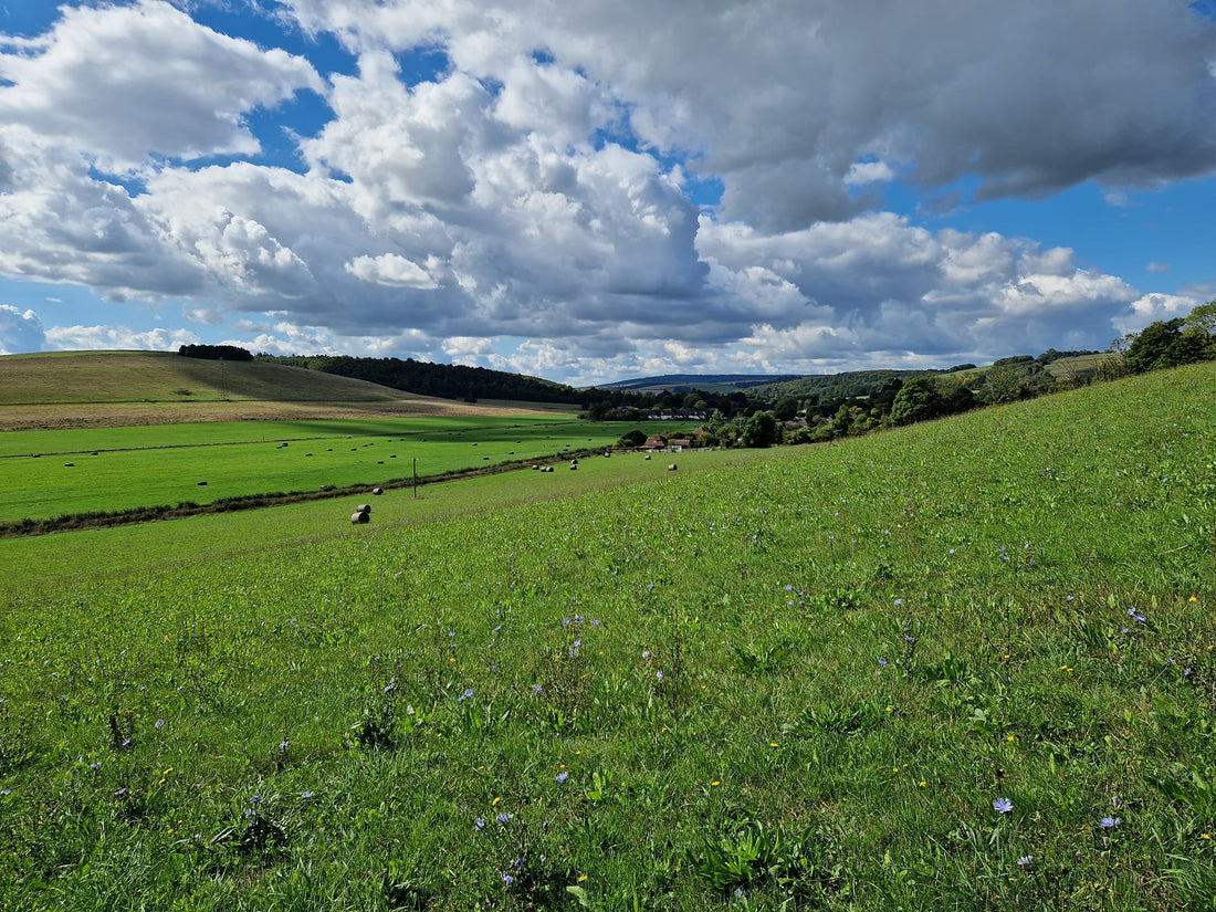 Top Ten Relaxing Classical Pieces - Playlist Included - Birdy & Bright