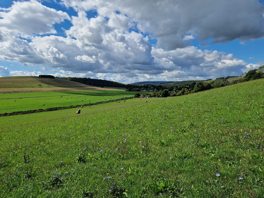 Top Ten Relaxing Classical Pieces - Playlist Included - Birdy & Bright