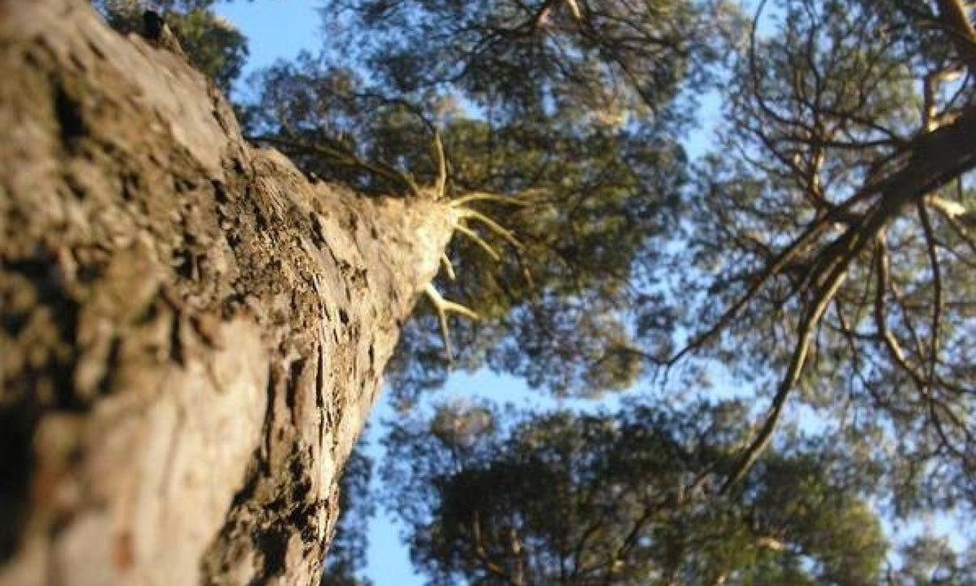 Well, hello there! - Birdy & Bright