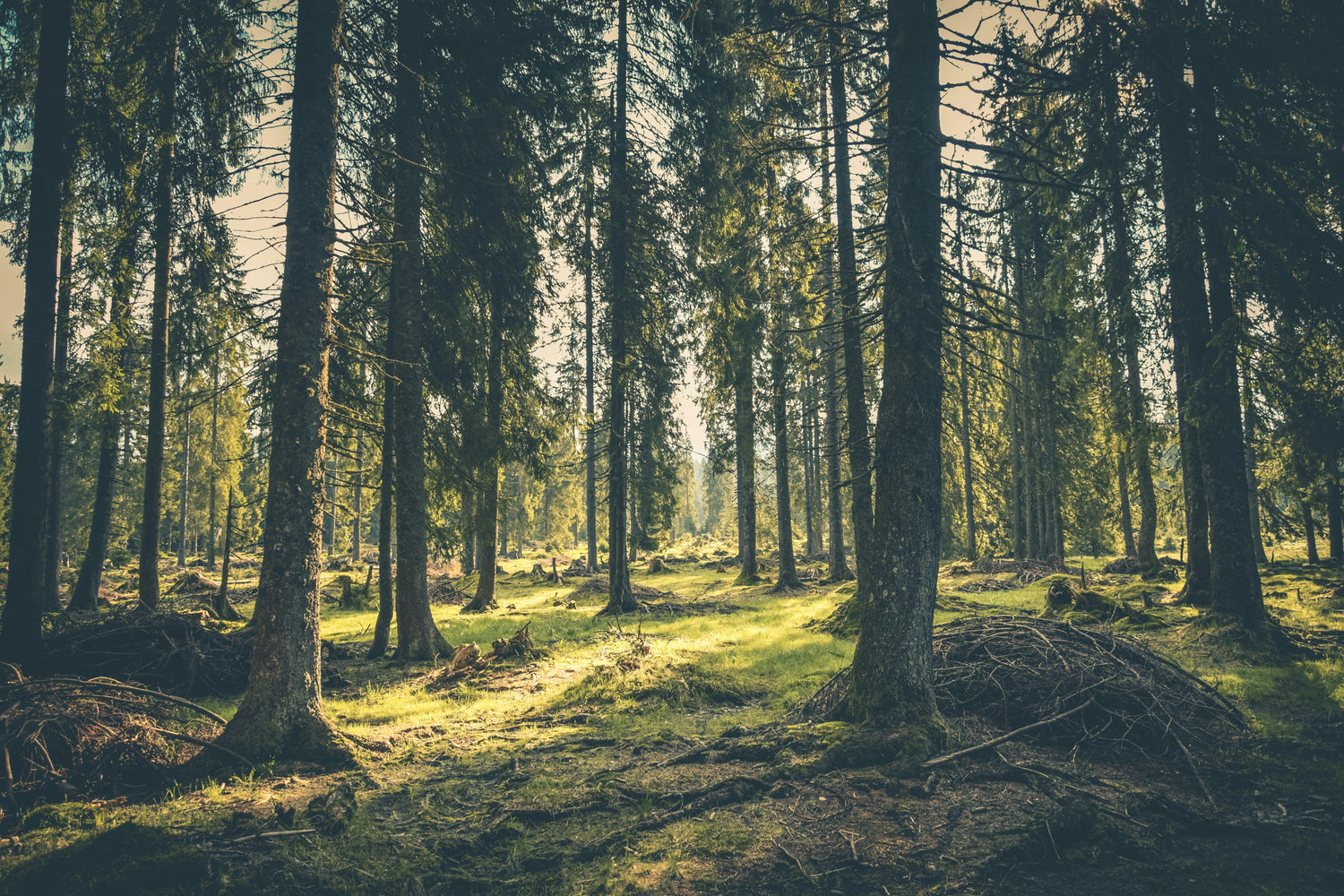 The Connection Between Art and Nature: How the Natural World Inspires Creative Flow