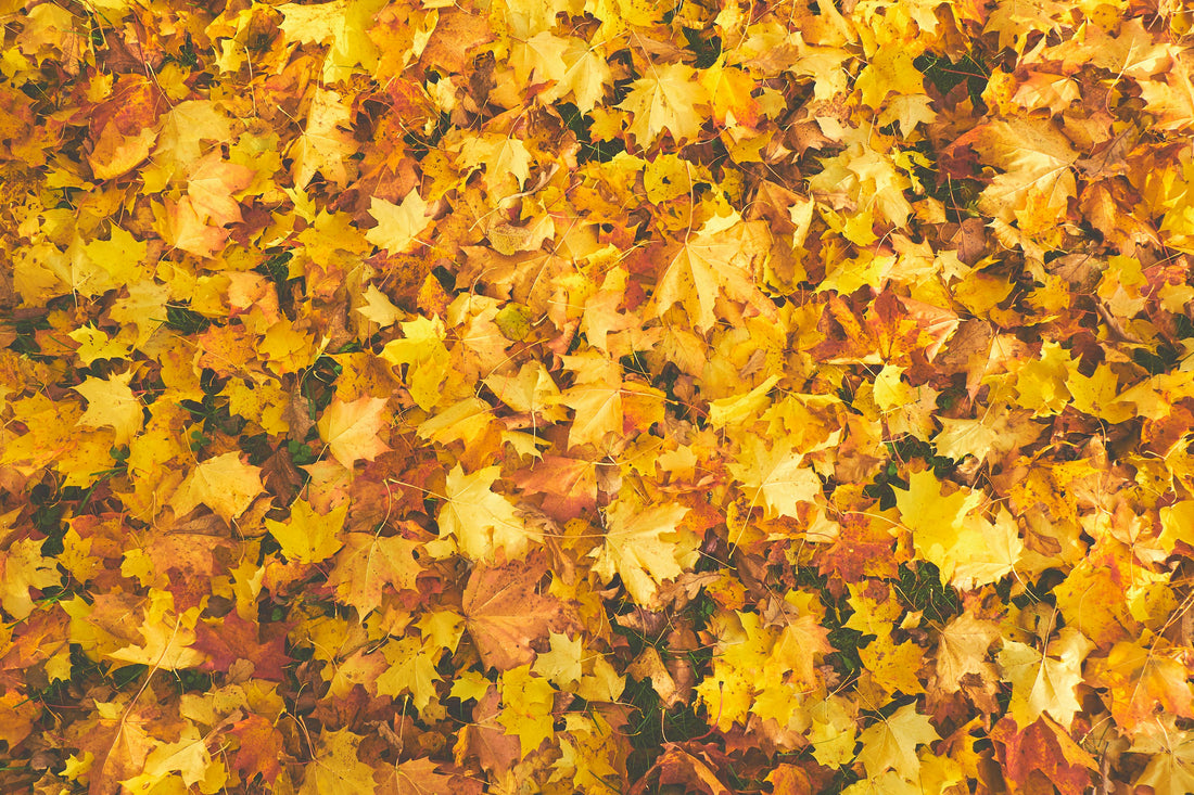 5 Mindful Art Projects to Embrace Autumn - Birdy & Bright