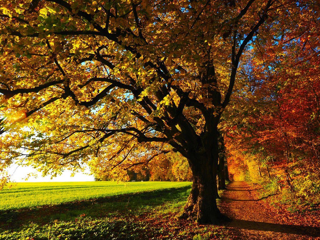 The Beauty of a Mindful Autumn Walk - Birdy & Bright