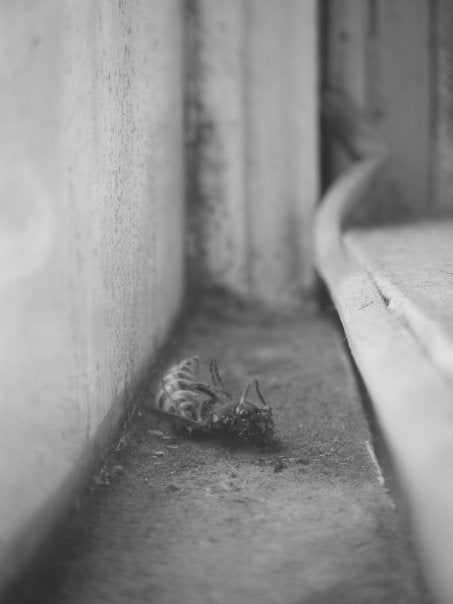 Bird Brain - Birdy & Bright