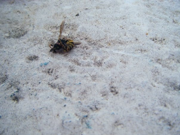 Put It Out - Birdy & Bright