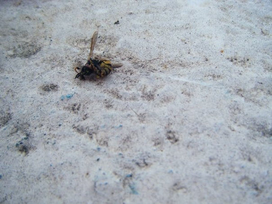 Put It Out - Birdy & Bright